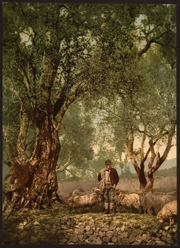 Carte postale ancienne Shephard with flock in olive grove, Mentone, Riveria-LCCN2001699304