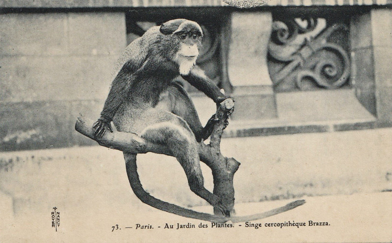 Carte postale ancienne Singe cercopithèque Brazza-Jardin des Plantes-Paris