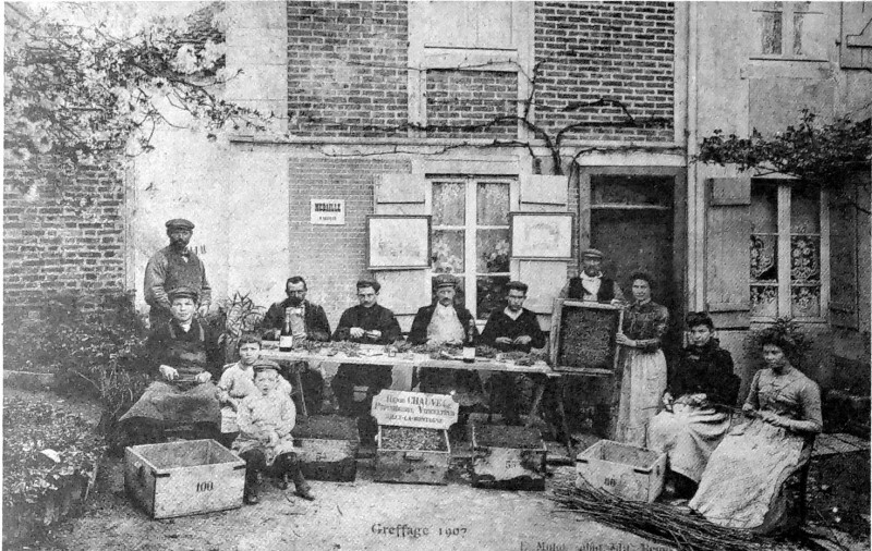 Carte postale ancienne Greffage Chauvel 1005445