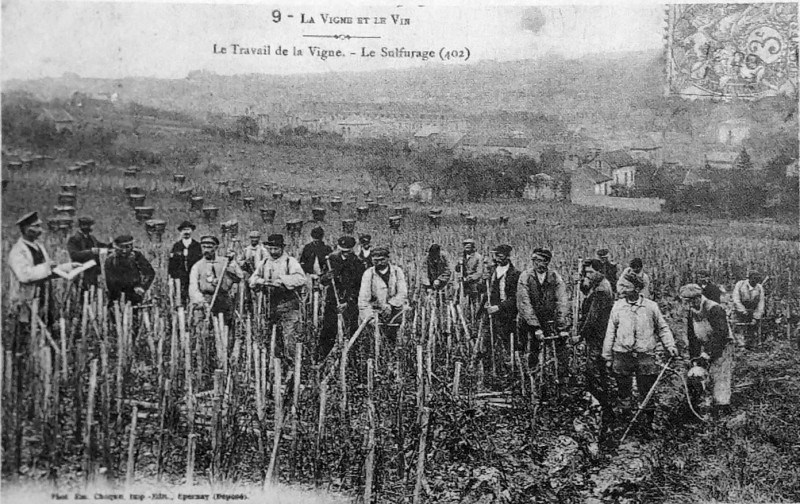 Carte postale ancienne Sulfurage Champagne 00644
