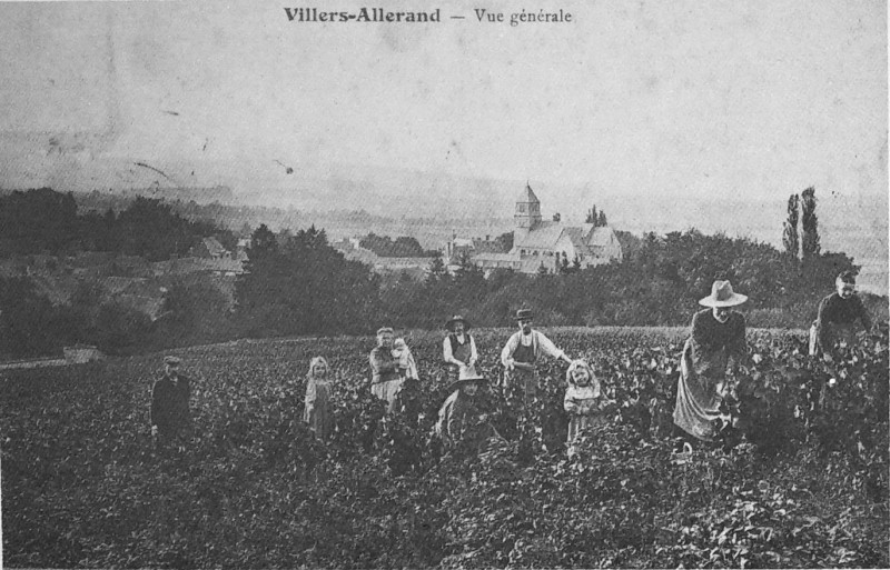 Carte postale ancienne Villers allerand 1005388