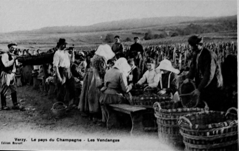 Carte postale ancienne Verzy les vendanges 8560