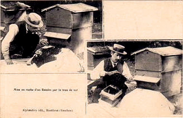 Carte postale ancienne Montfavet traitement d'un essaim