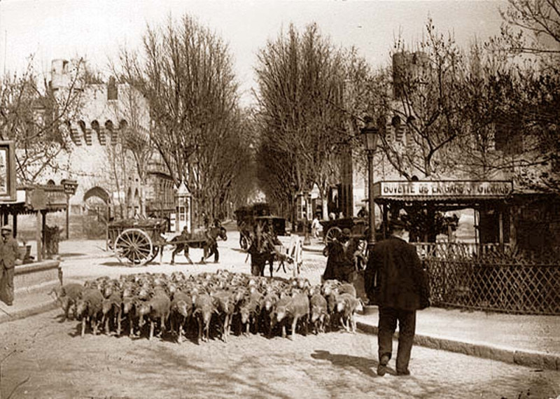 Carte postale ancienne Avignon Moutons à la Porte de la République
