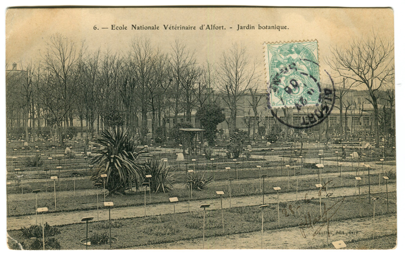Carte postale ancienne Alfort CP135