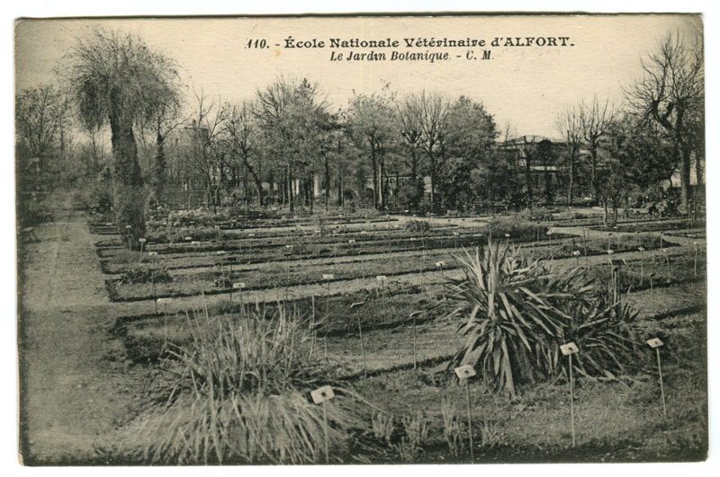 Carte postale ancienne Alfort CP136