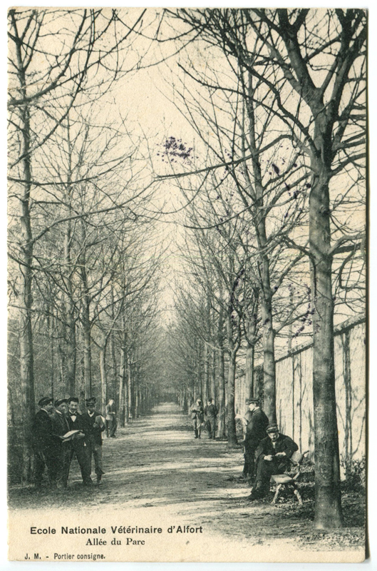 Carte postale ancienne Alfort CP31