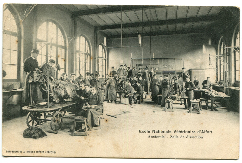 Carte postale ancienne Alfort CP51