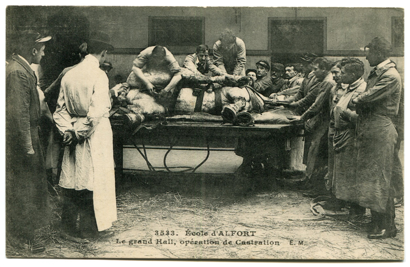 Carte postale ancienne Alfort CP80