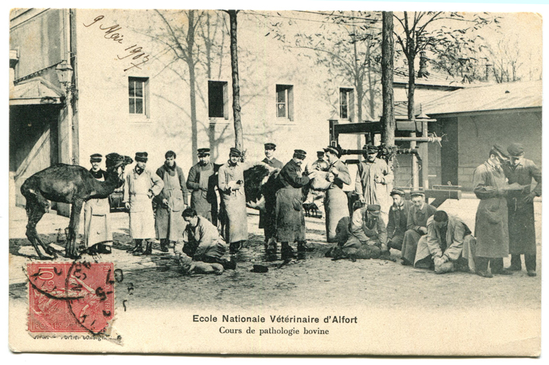 Carte postale ancienne Alfort CP83