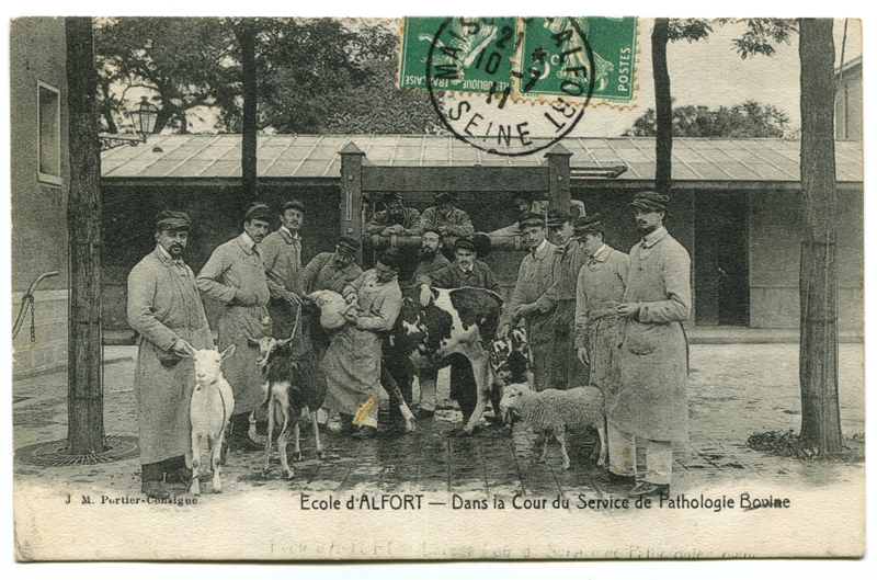 Carte postale ancienne Alfort CP84