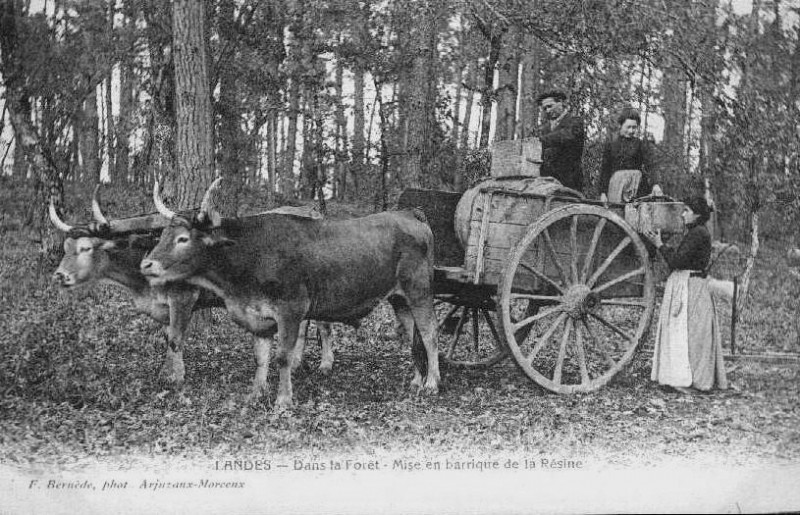 Carte postale ancienne Arjuzanx - Attelage résiniers