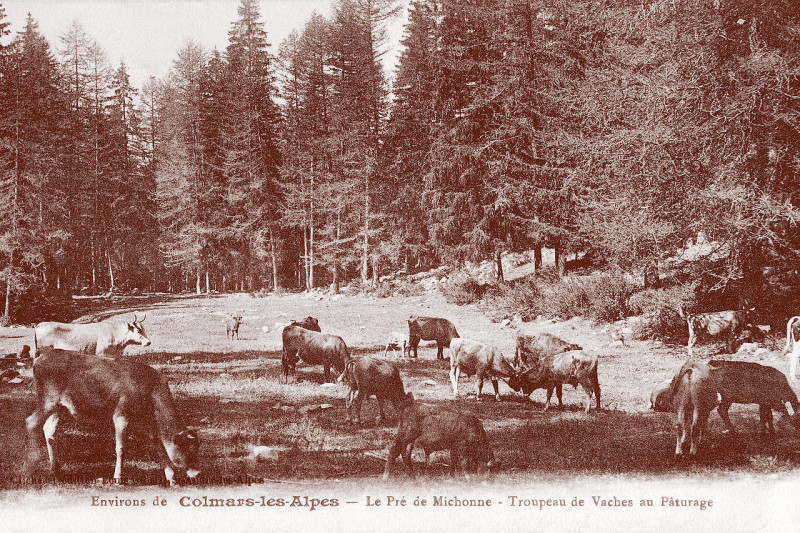 Carte postale ancienne Colmars les Alpes vaches au paturage
