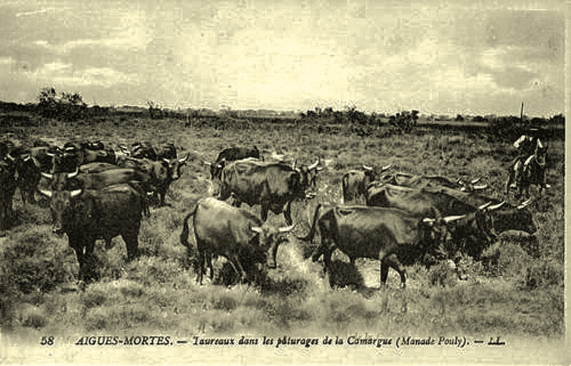 Carte postale ancienne Aigues-Mortes Manade de taureaux