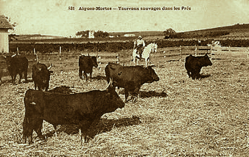 Carte postale ancienne Taureaux Aigues-Mortes