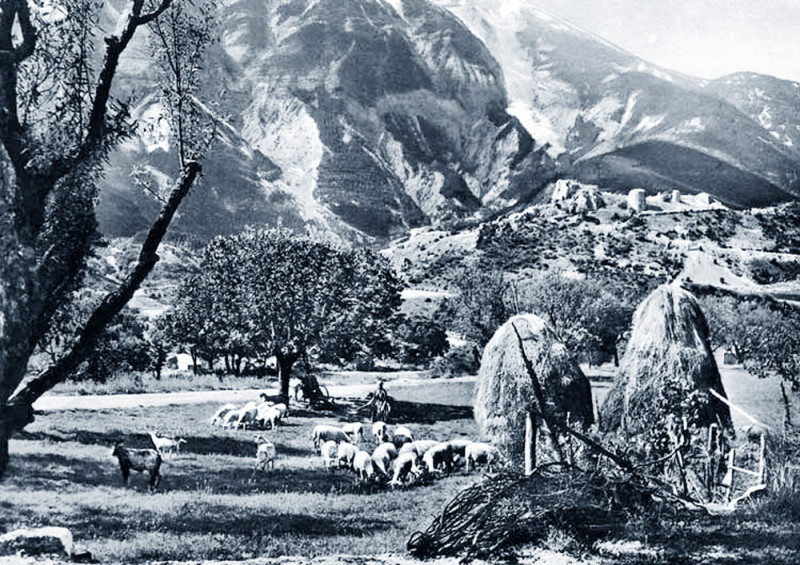 Carte postale ancienne Brantes Troupeau de moutons