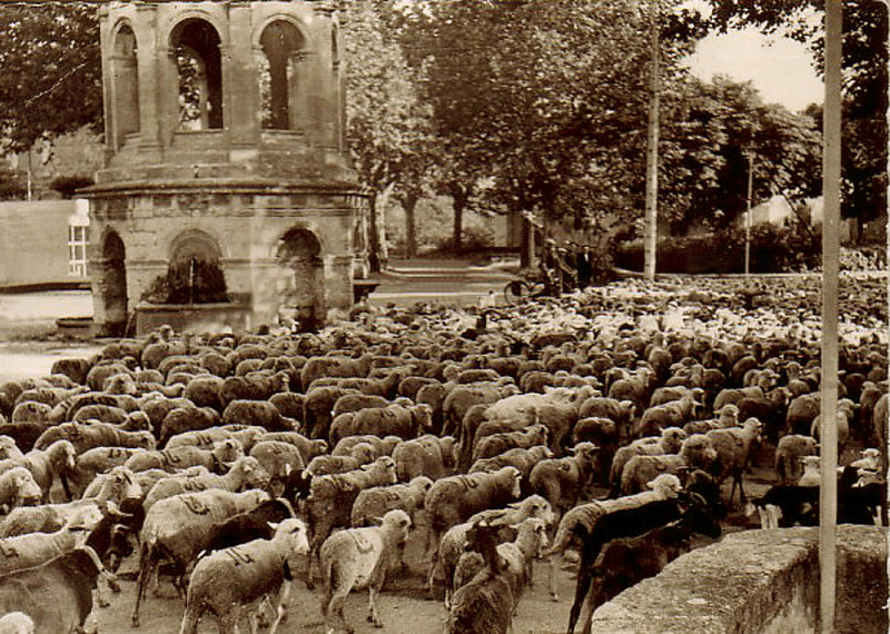 Carte postale ancienne Bédarrides transhumance
