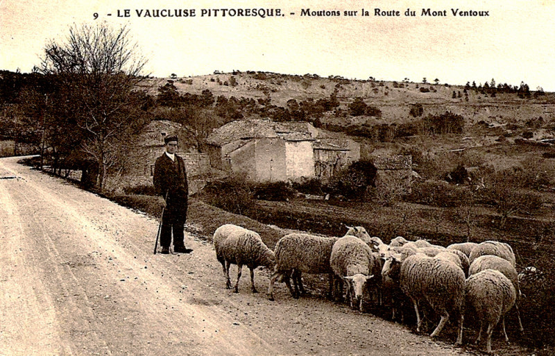 Carte postale ancienne Bédoin moutons sur la route du Ventoux
