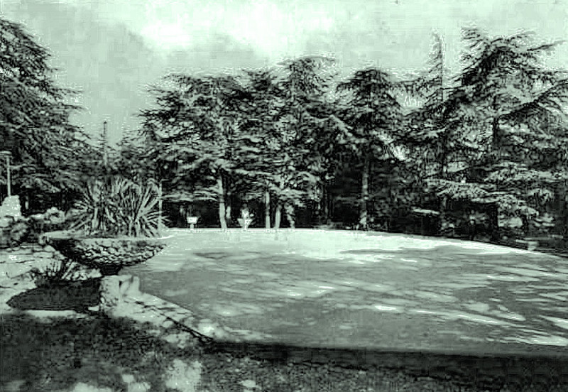 Carte postale ancienne Cabrières-d'Avignon Forêt de cèdres