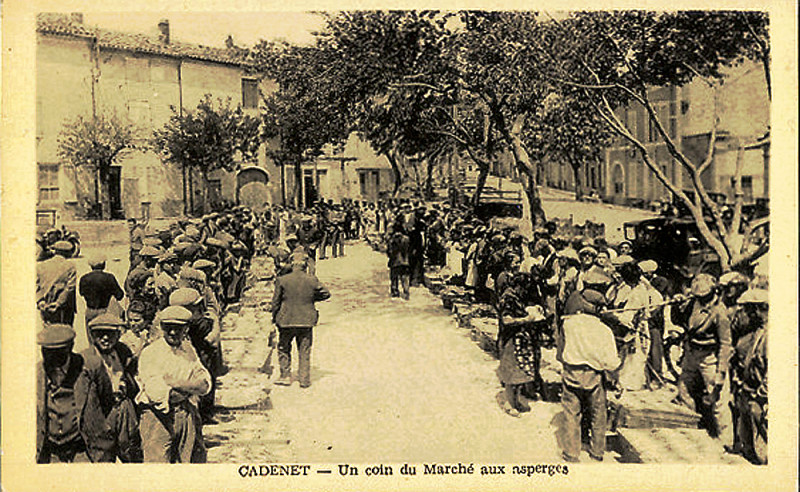 Carte postale ancienne Cadenet Marche aux asperges