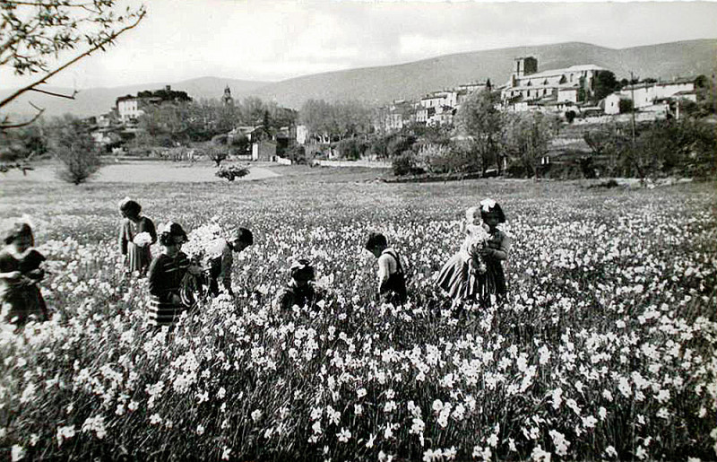 Carte postale ancienne Cucuron cueillette des narcisses