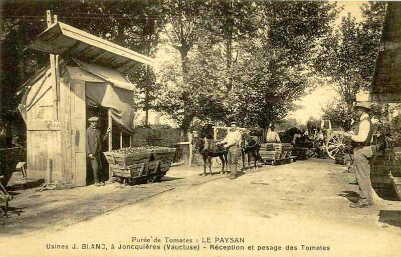Carte postale ancienne Jonquières réception et pesée des tomates