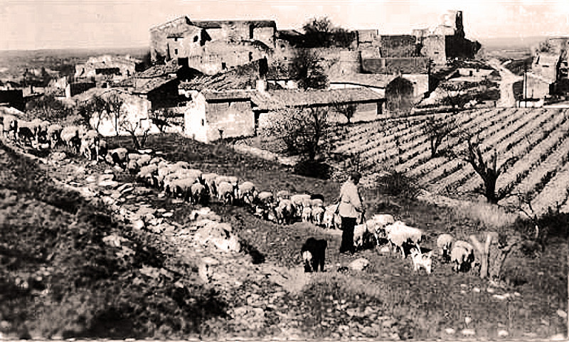 Carte postale ancienne Lagnes et troupeau de moutons à Lagnes