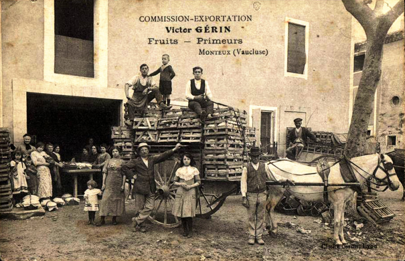 Carte postale ancienne Monteux Expédition de fruits et primeurs