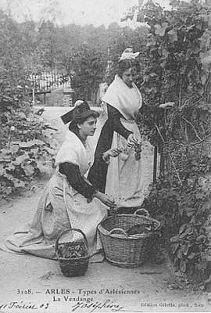 Carte postale ancienne Arlésiennes vendangeant 1903
