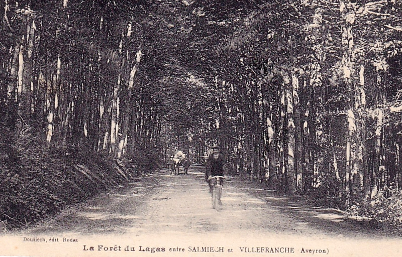 Carte postale ancienne Salmiech - Forêt de Lugas