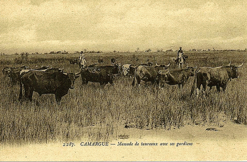 Carte postale ancienne Manade et gardians