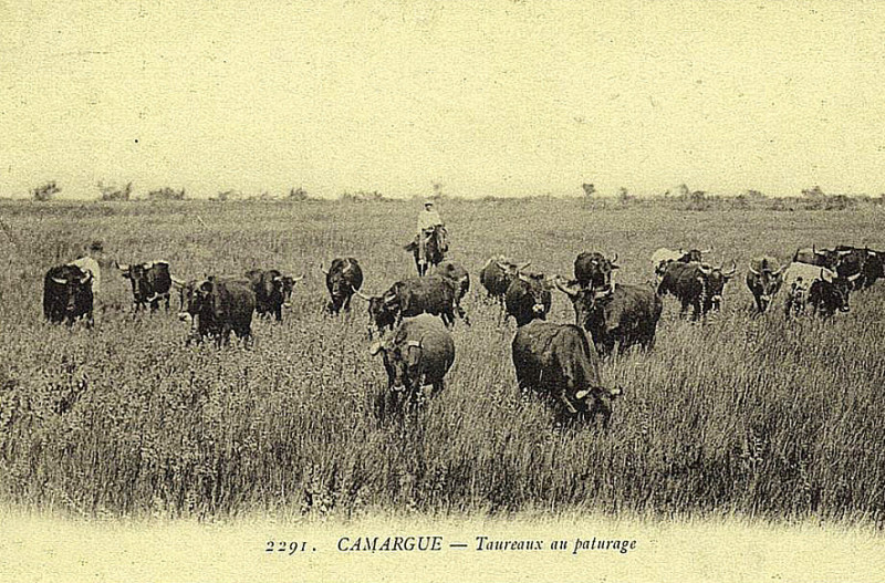Carte postale ancienne Taureaux au pâturage