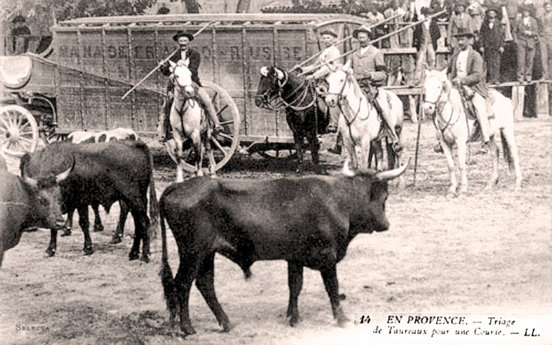 Carte postale ancienne Triage des taureaux