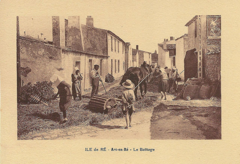 Carte postale ancienne Ile de Ré-Fr-17-Ars-le battage au rouleau