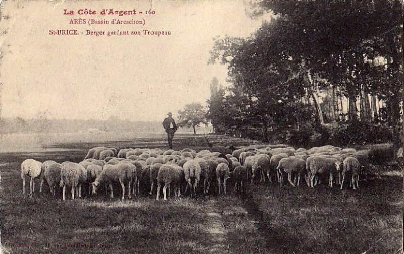 Carte postale ancienne Arès - berger