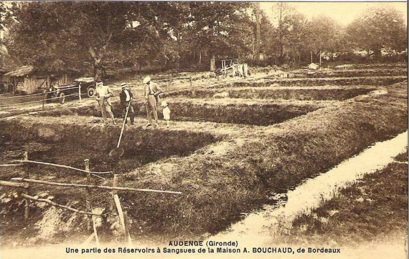 Carte postale ancienne Audenge - résevoir à sangsues 1
