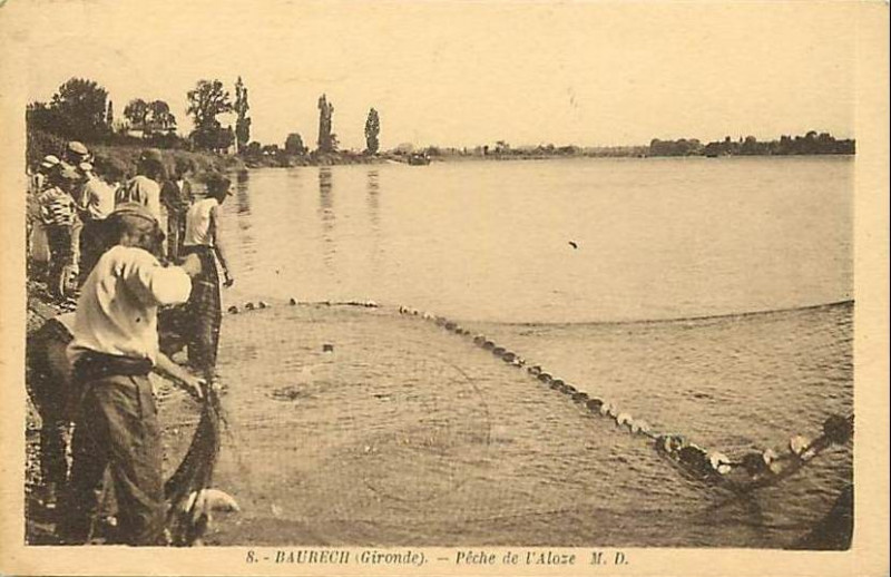 Carte postale ancienne Baurech - Pêche de l'alose