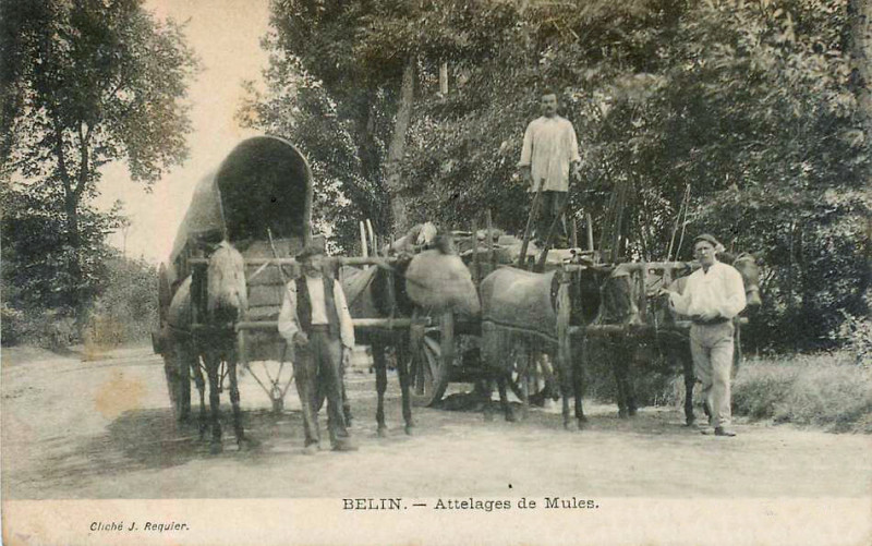Carte postale ancienne Belin - Attelages de mules
