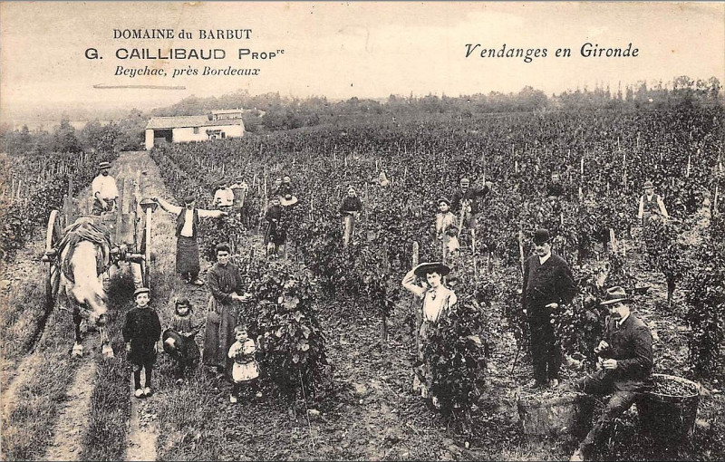 Carte postale ancienne Beychac - vendanges 3