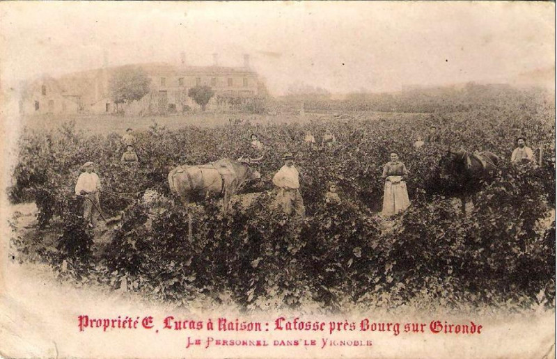 Carte postale ancienne Bourg - Vendanges 3