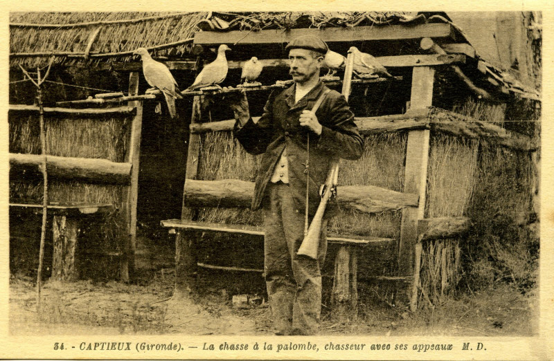 Carte postale ancienne 33 Captieux Palombière
