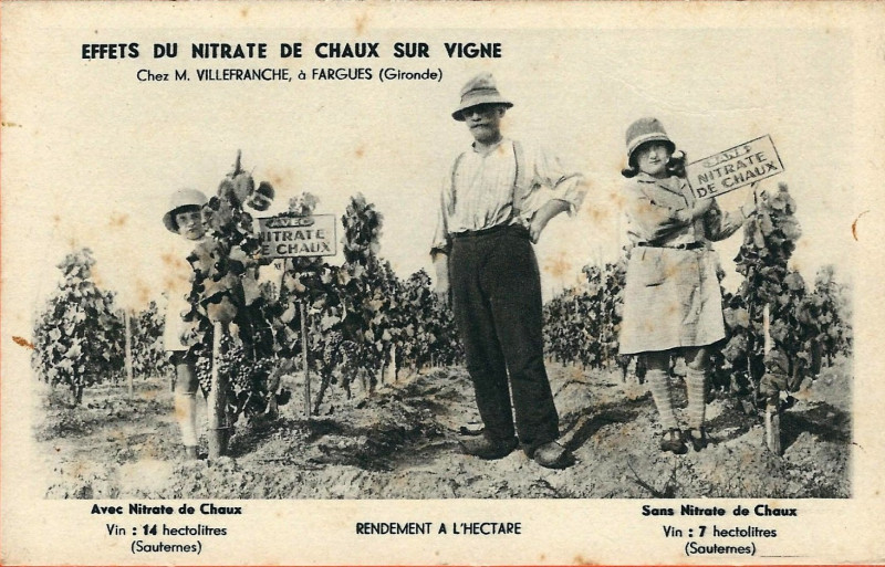 Carte postale ancienne Fargues (Gironde) - Effets du nitrate de chaux