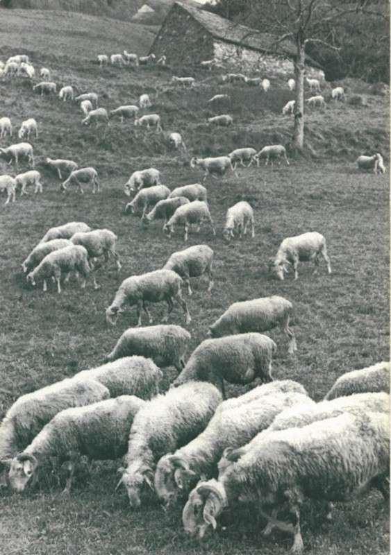 Carte postale ancienne Dauphiné troupeau à l'estive