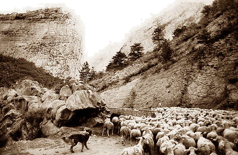 Carte postale ancienne Transhumance la montée vers l'alpe