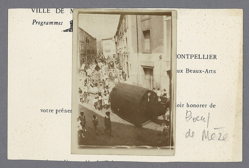 Carte postale ancienne Boeuf de Meze - Archives départementales de l'Hérault - FRAD034-50FI-0383-00001
