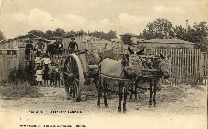 Carte postale ancienne Ychoux - Attelage landais