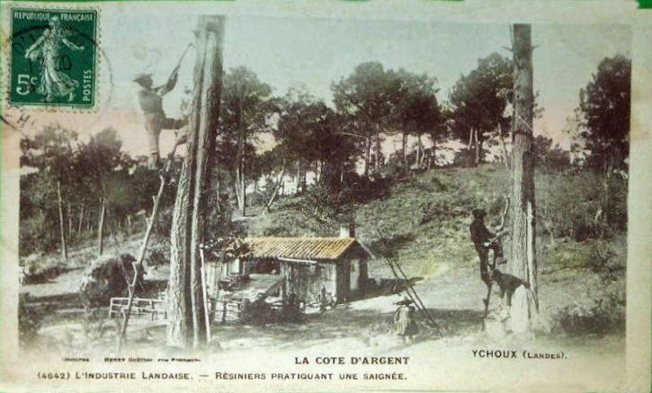 Carte postale ancienne Ychoux - Résiniers praticant une saignée