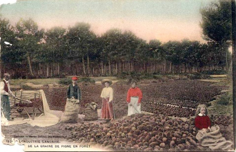 Carte postale ancienne Ychoux - Travail de pignes de pin