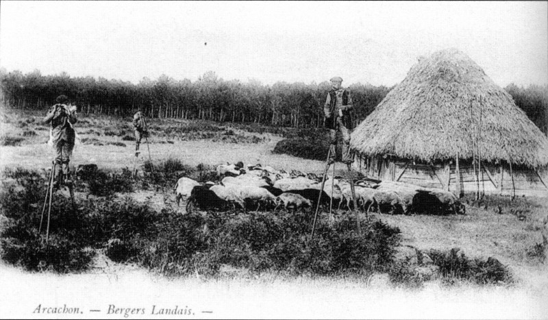 Carte postale ancienne BergerLandais2