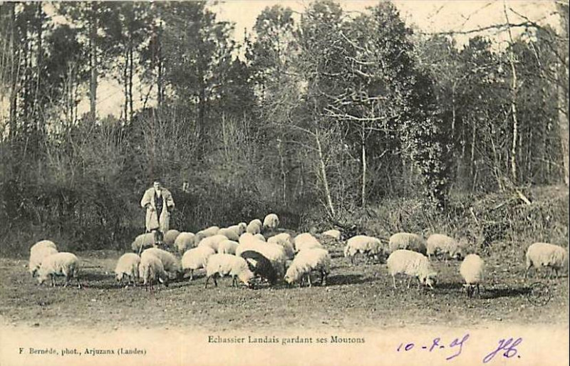 Carte postale ancienne Landes - Berger - échassier 3
